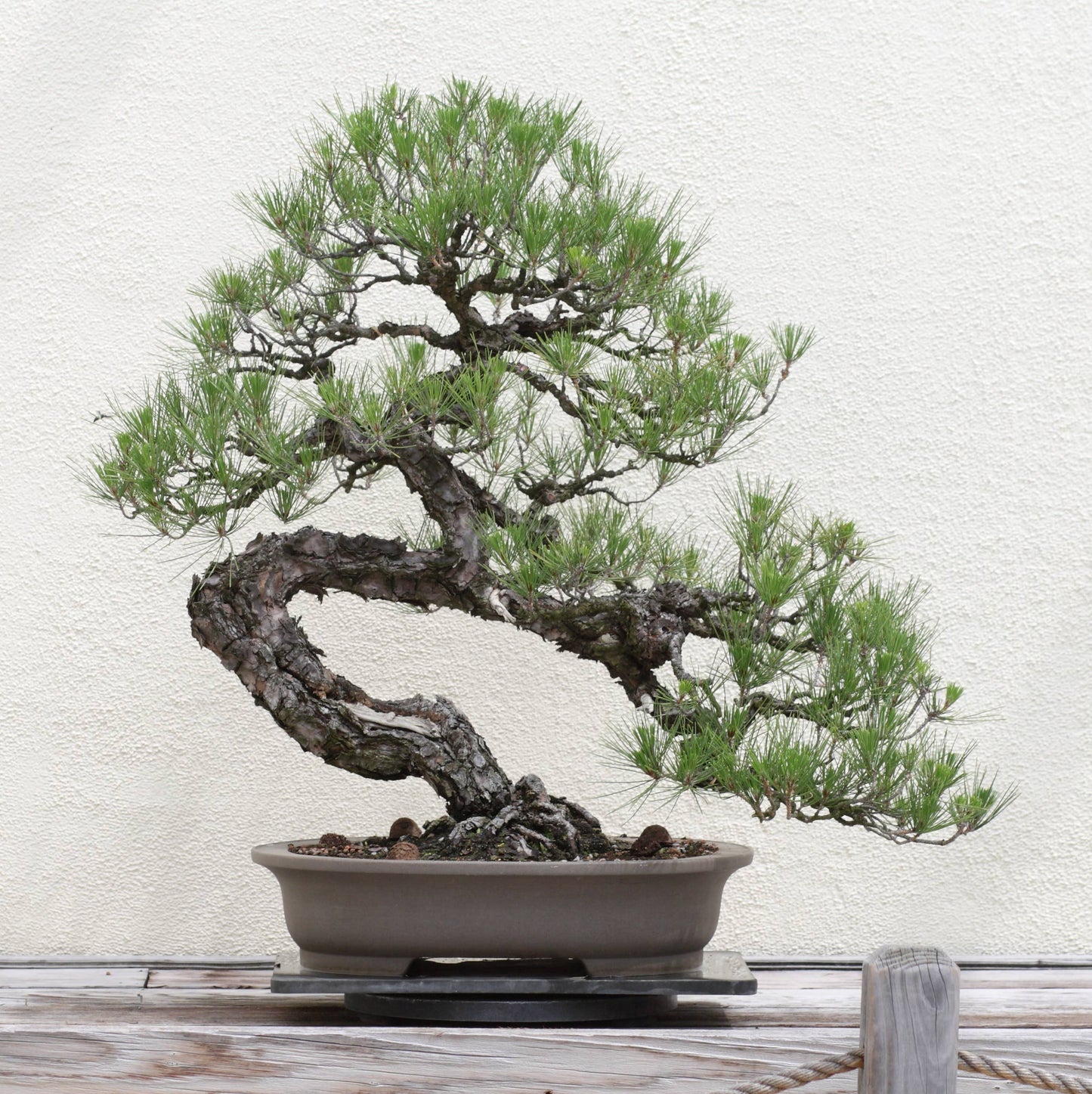 Bonsai Tree | White Design | Seed Grow Kit: Chinese Juniper