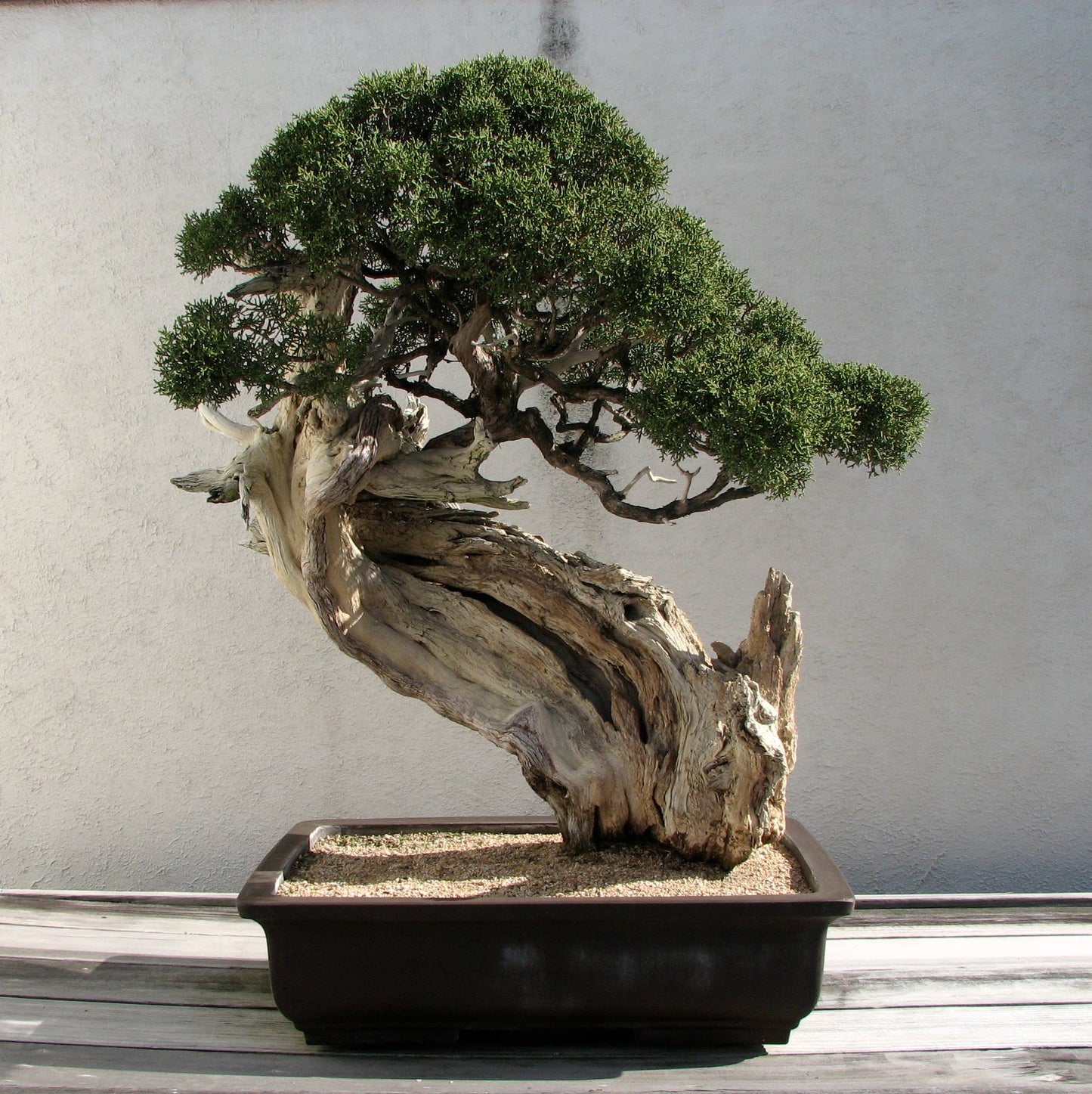 Bonsai Tree | White Design | Seed Grow Kit: Chinese Juniper