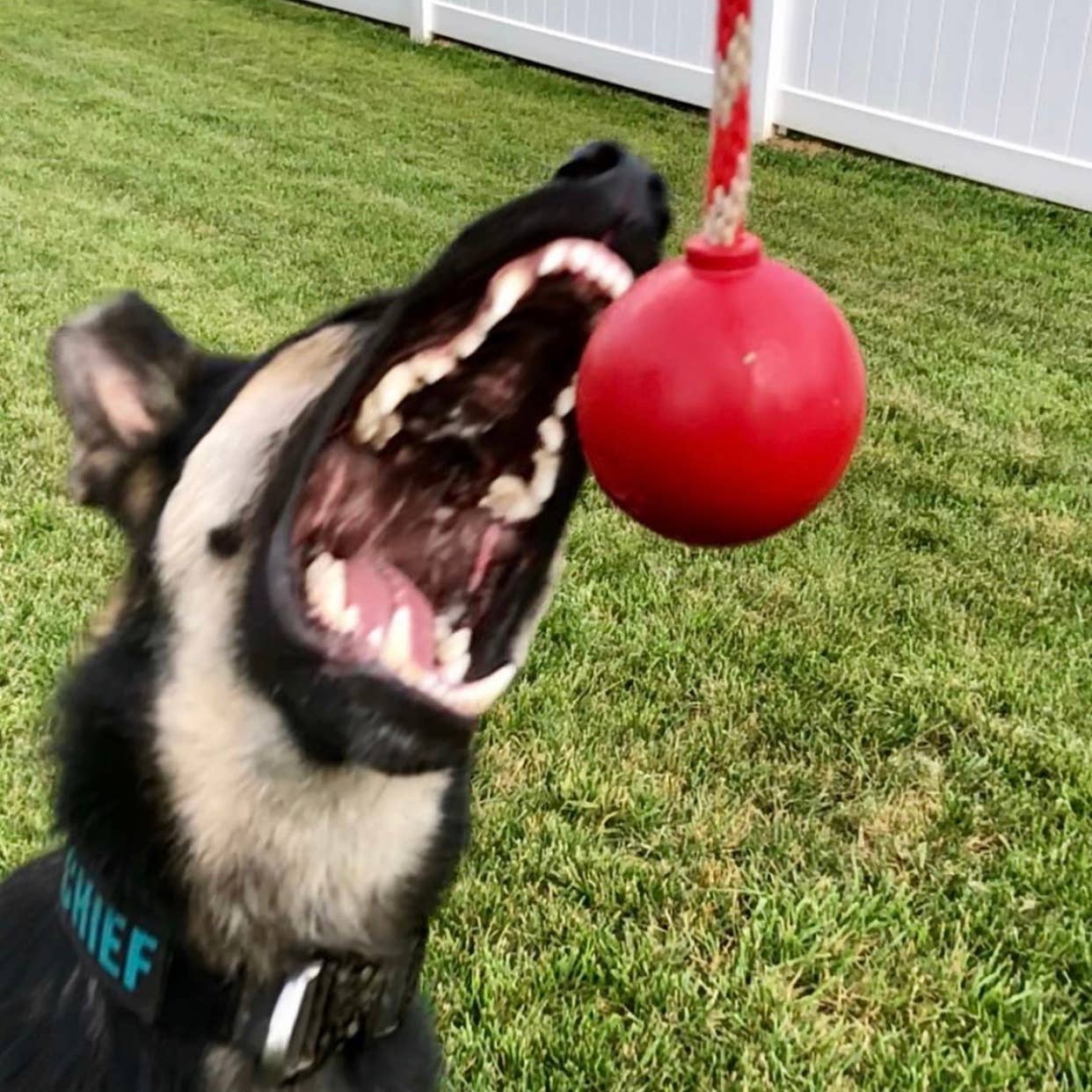 USA-K9 Cherry Bomb - Chew Toy - Reward Toy: Blue / Medium