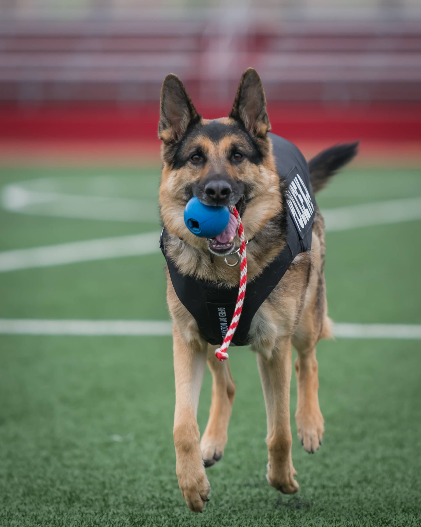 USA-K9 Cherry Bomb - Chew Toy - Reward Toy: Blue / Medium