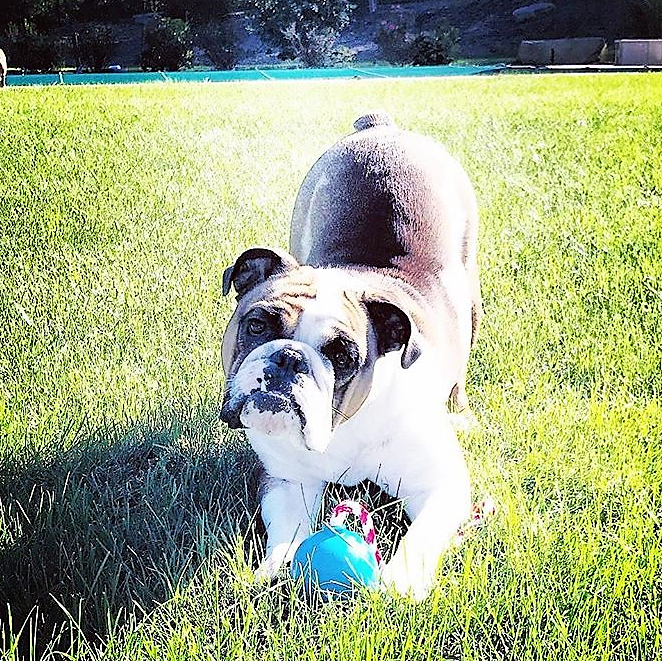 USA-K9 Cherry Bomb - Chew Toy - Reward Toy: Blue / Medium