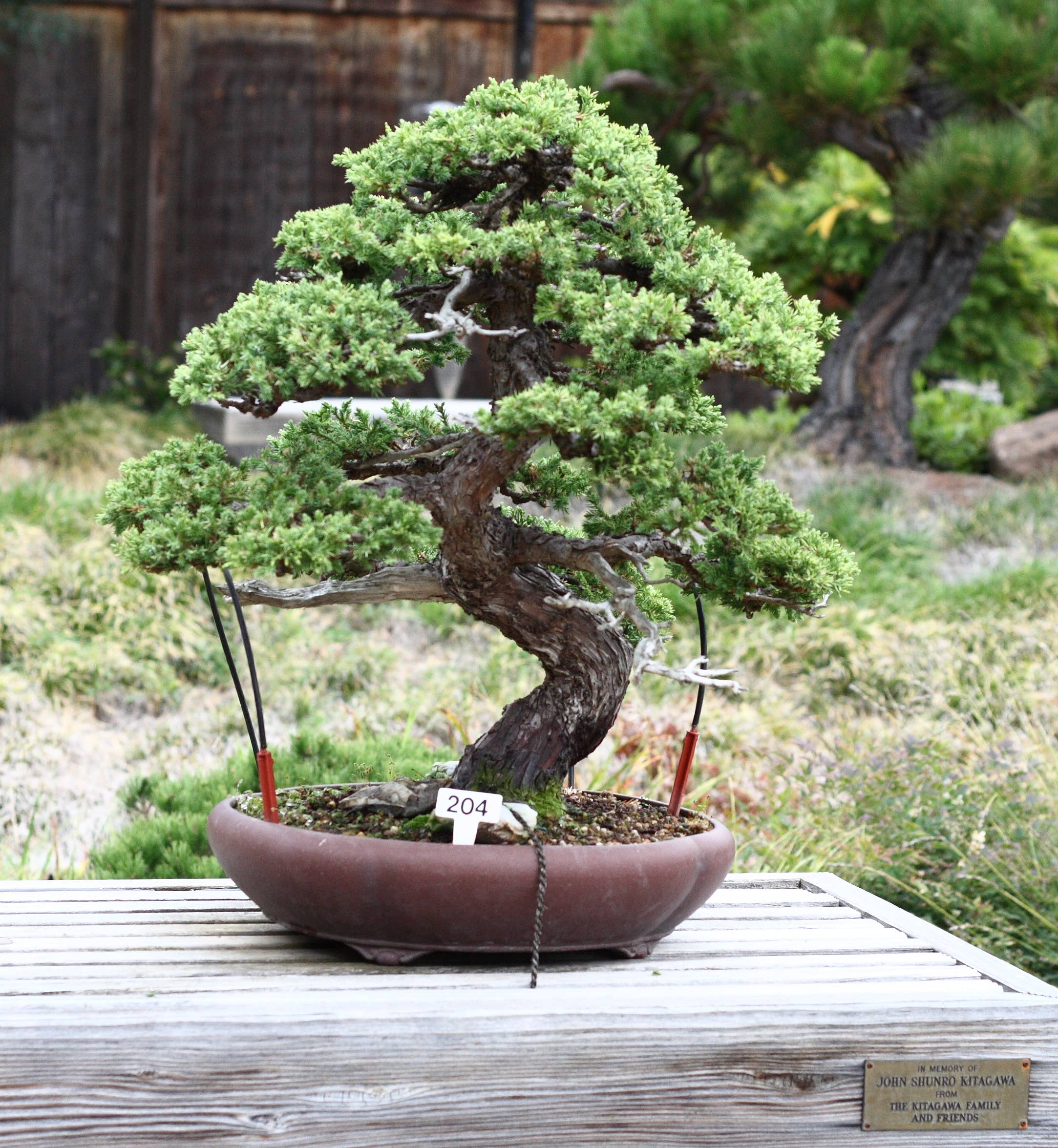 asian bonsai tree Bonsai Tree | White Design