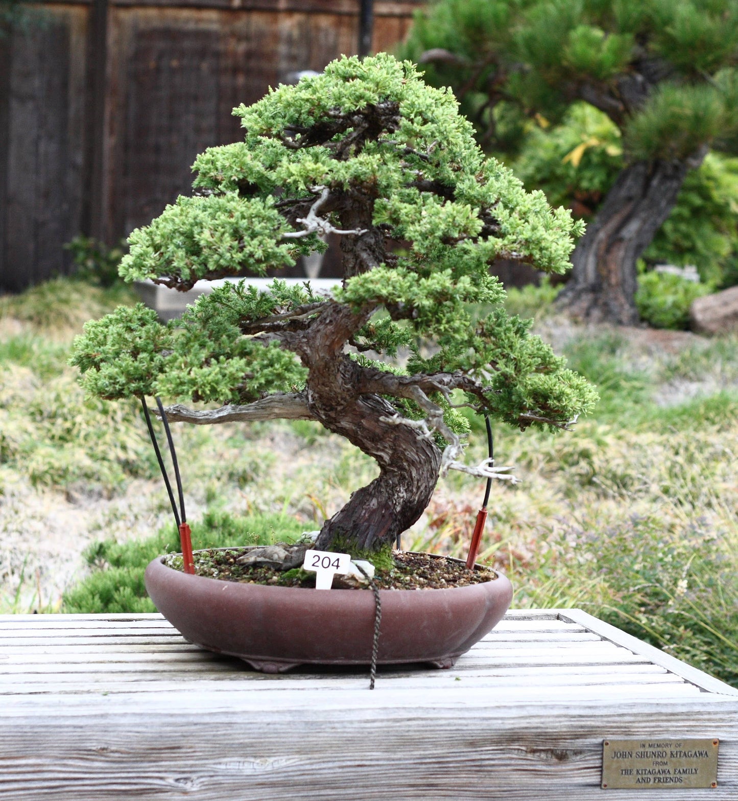 Bonsai Tree | White Design | Seed Grow Kit: Chinese Juniper
