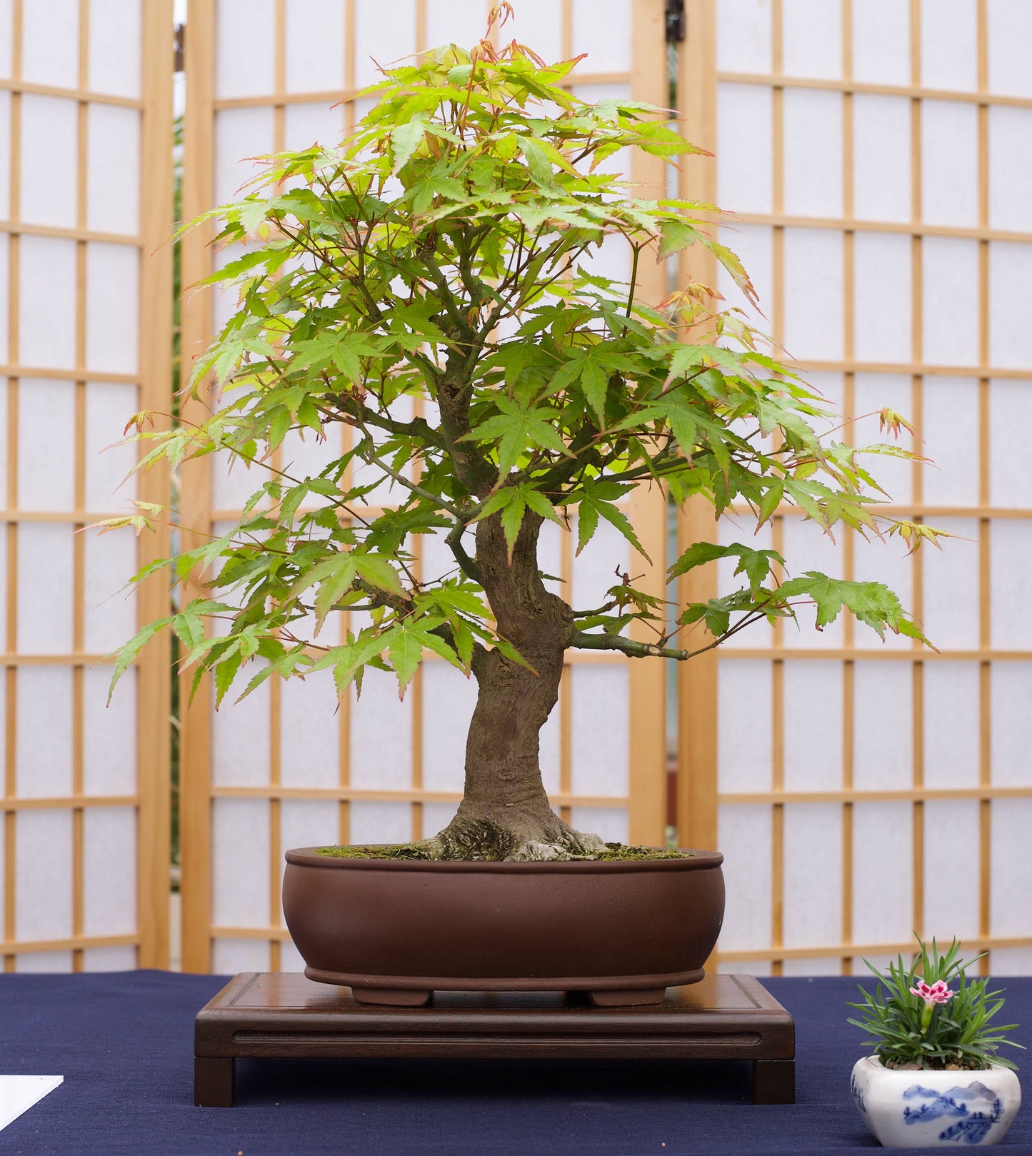 Bonsai Tree | White Design | Seed Grow Kit: Chinese Juniper