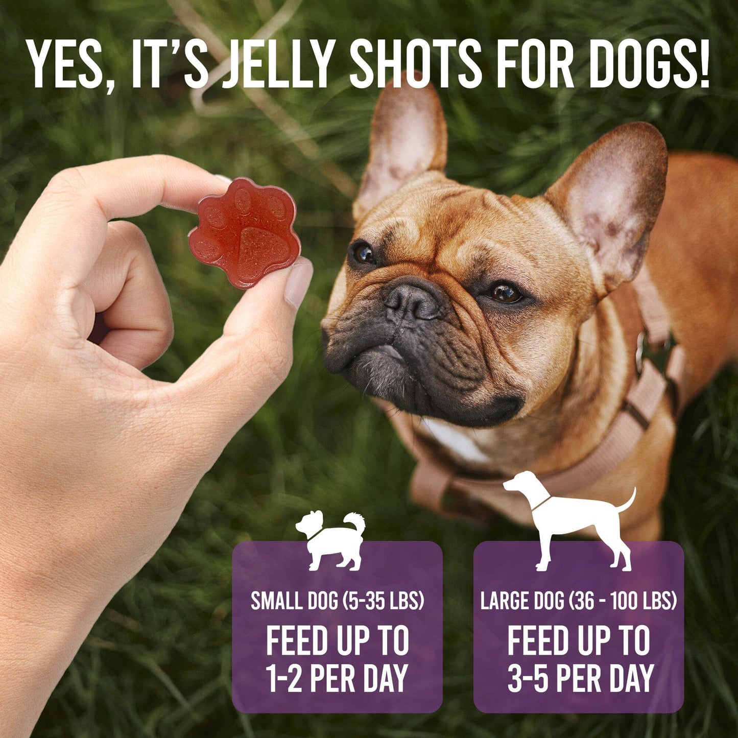 Dogtastic Jelly Shots - Cranberry Flavor: Dogtastic Jelly Shots gelatin mix for dogs - Mango Flavor