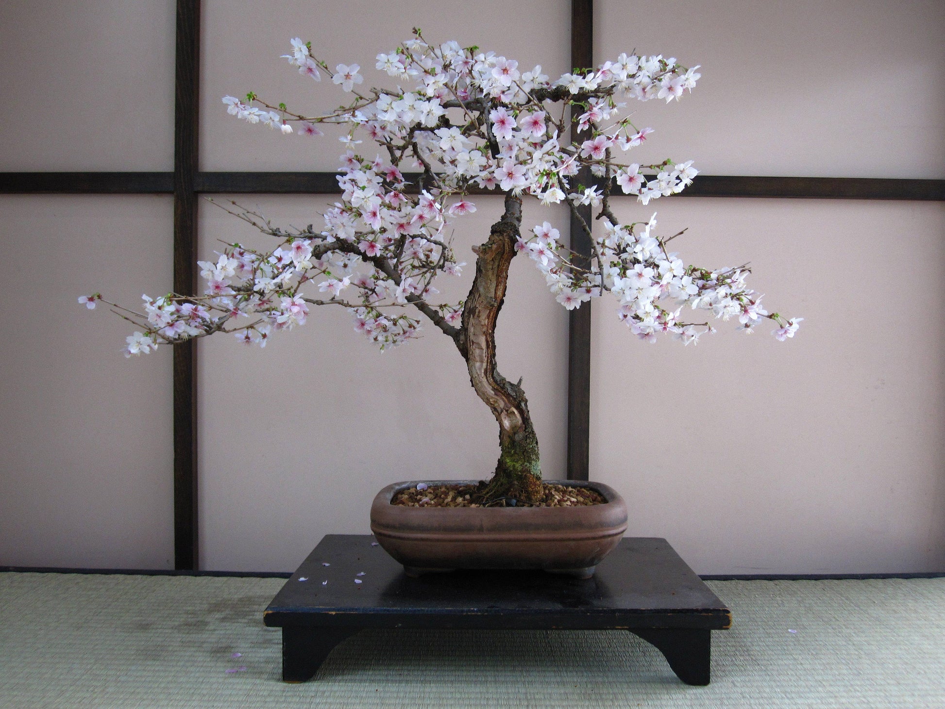white cherry tree bonsai Bonsai Tree | White Design